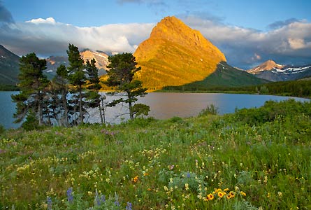 NOV12CH 01Swiftcurrent-Lake-Wildflowers 001 445x300 38679 NOV12CH_01Swiftcurrent-Lake-Wildflowers_001_445x300