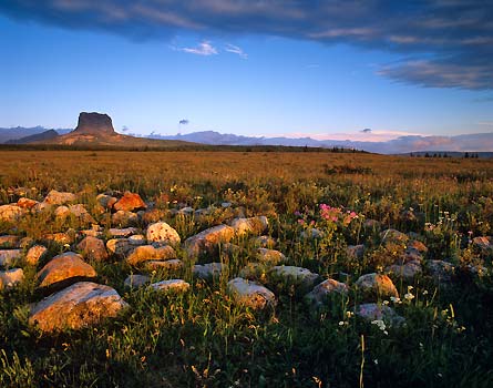 NOV12CH 05Chief-Mtn-Wildflowers 445x350 38683 NOV12CH_05Chief-Mtn-Wildflowers_445x350