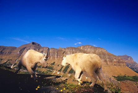 NOV12CH 07Mountain-goats-square 445x300 38685 NOV12CH_07Mountain-goats-square_445x300