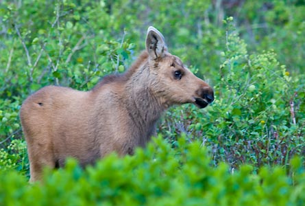 NOV12CH 11Moose-Calf 002 445x300 38689 NOV12CH_11Moose-Calf_002_445x300