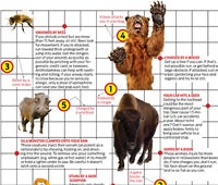 "survival issue wildlife 200x170"