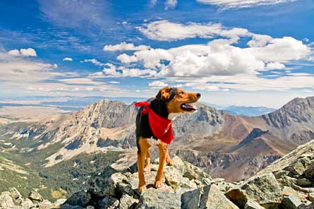 7doghiking7976161 445x296 77108 7doghiking7976161_445x296