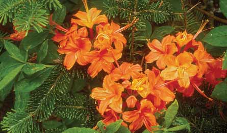 BP0513FNO Blackley FlameAzalea 445x260.jpg 79820 BP0513FNO_Blackley_FlameAzalea_445x260.jpg