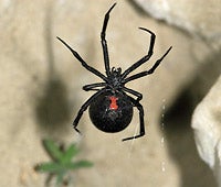 "Blackwidow_200x170"