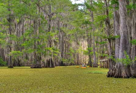 1contest Cypress-Dream2 445.jpg 80089 1contest_Cypress-Dream2_445.jpg