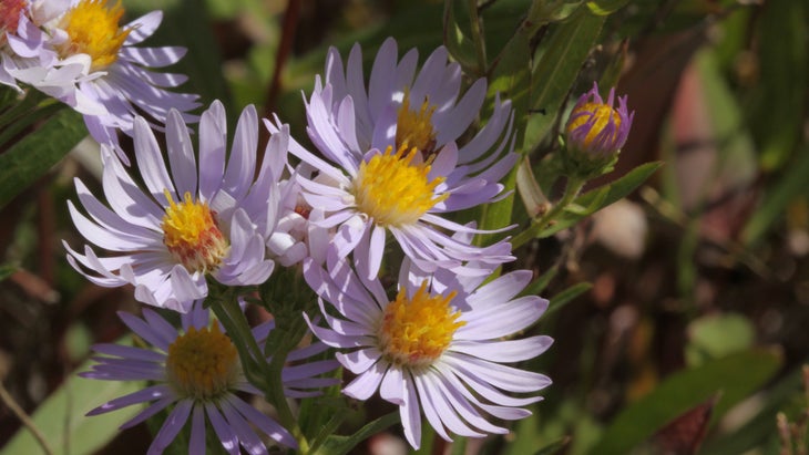 Western Aster