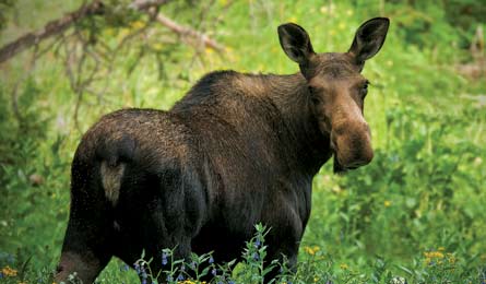 BP0813 Roane Moose 445x260.jpg 80779 Photo by Doug Roane