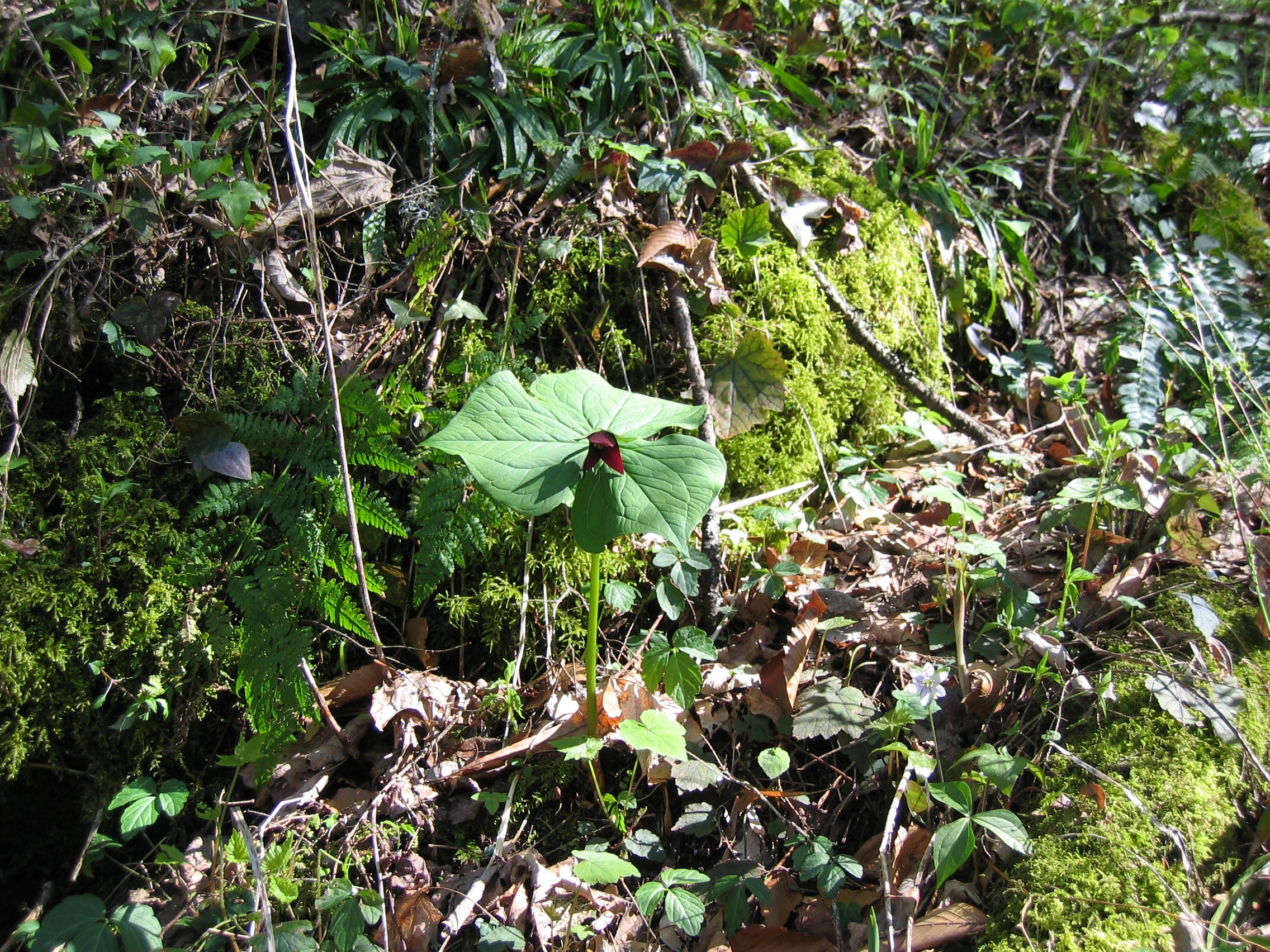 "Nantahala National Forest"