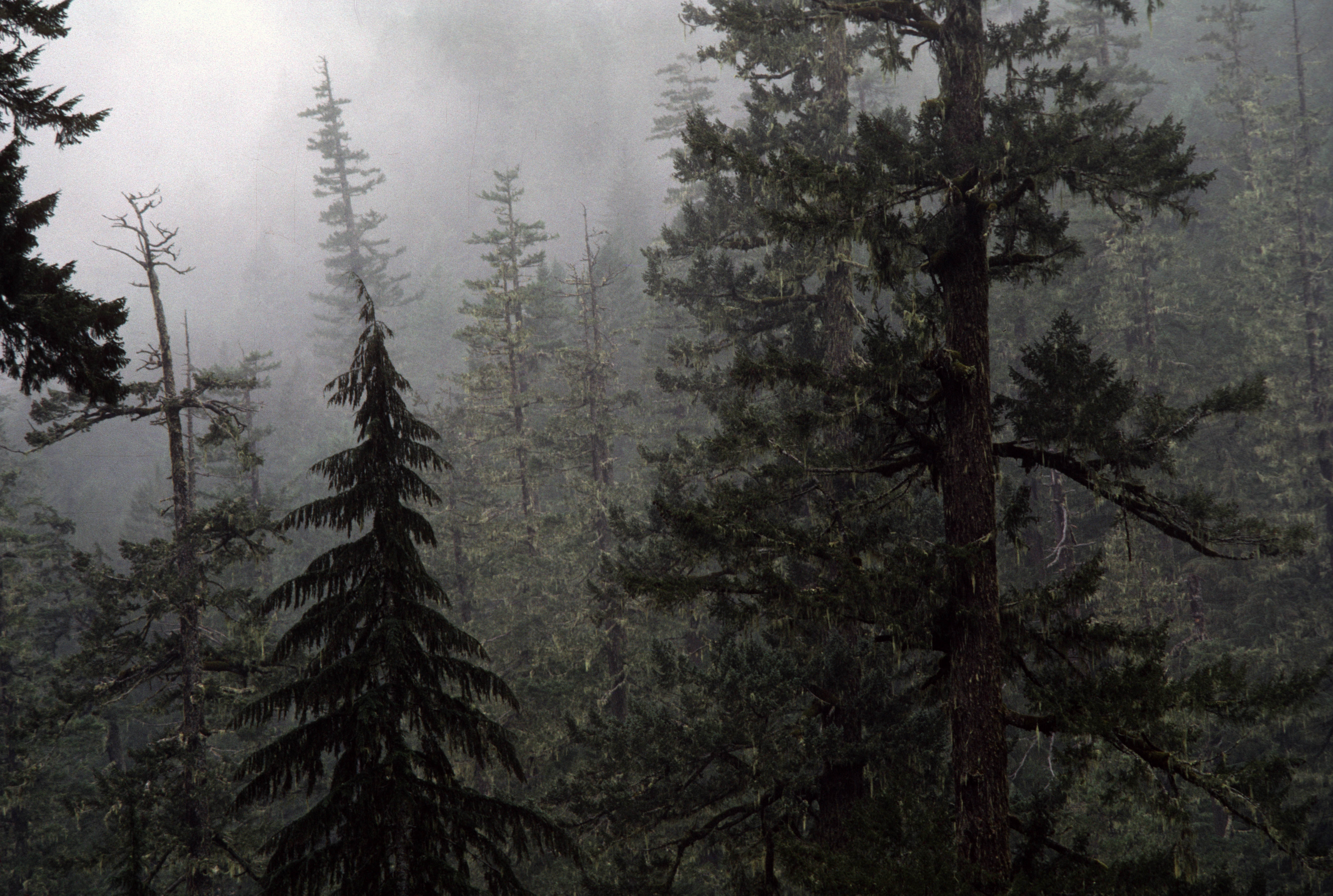 "Wenatchee National Forest"