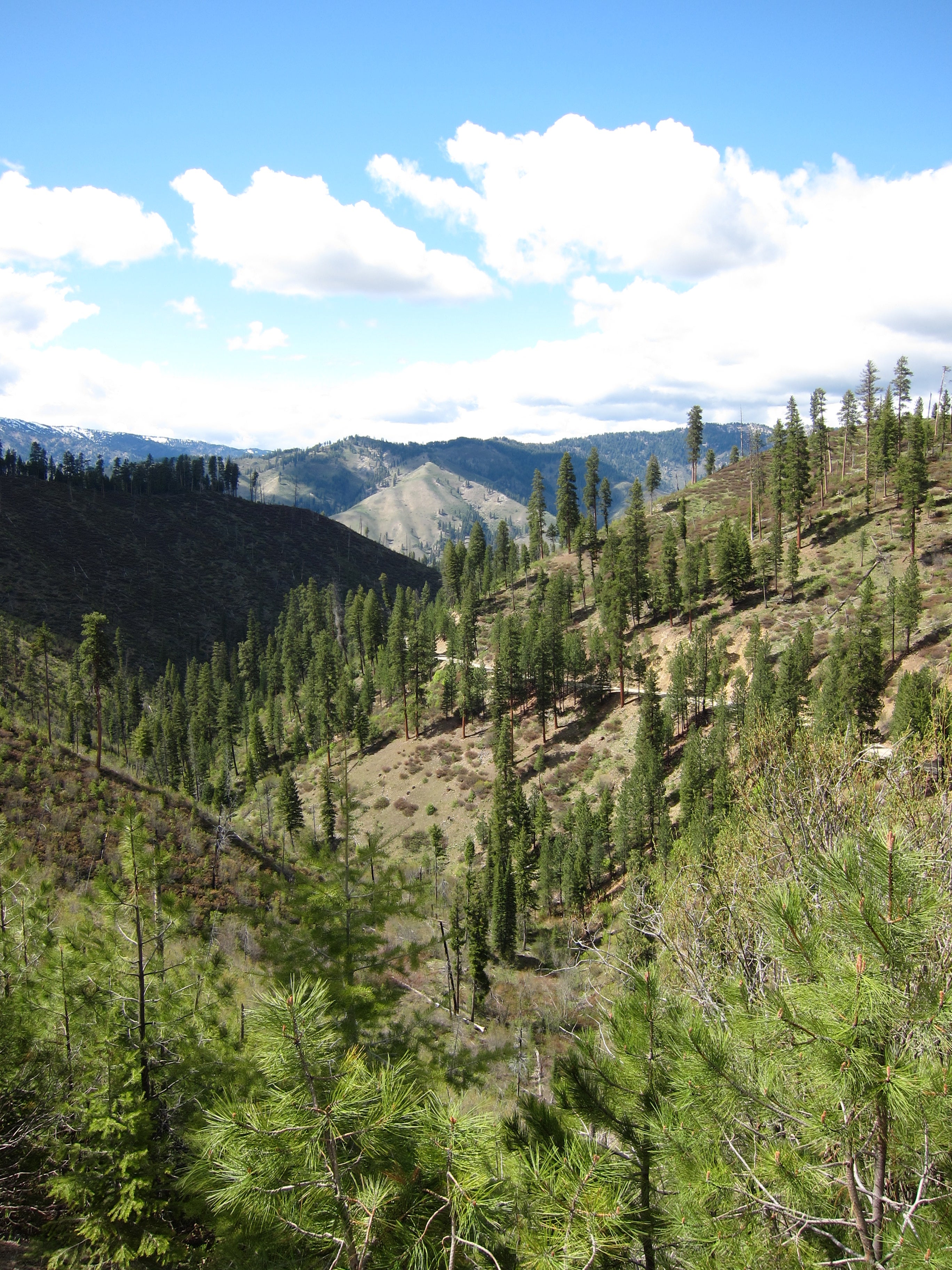 "Boise National Forest"