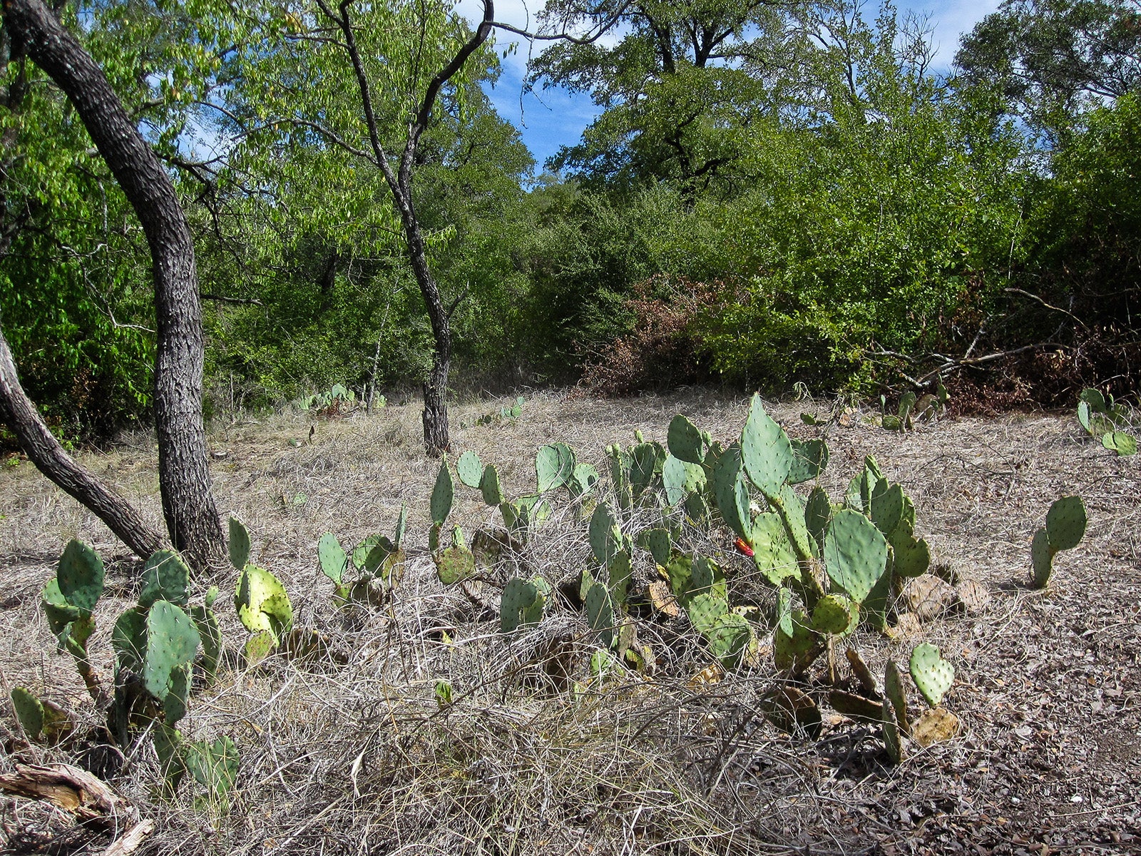 "Cedar Ridge Preserve"
