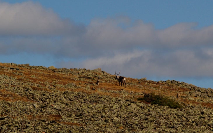 A Pair of Caribou None