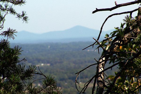 Above the Trees None