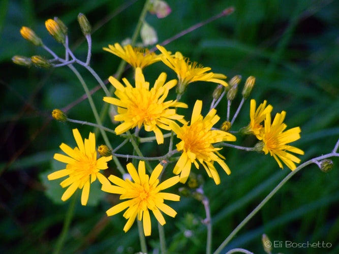 Agoseris None