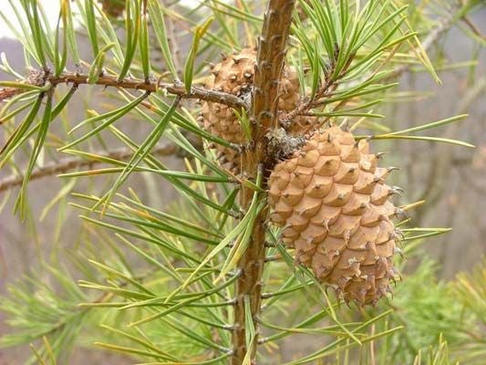 Among the pines None