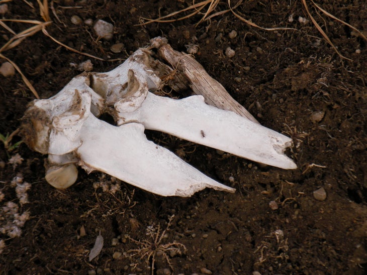 Animal Bones None