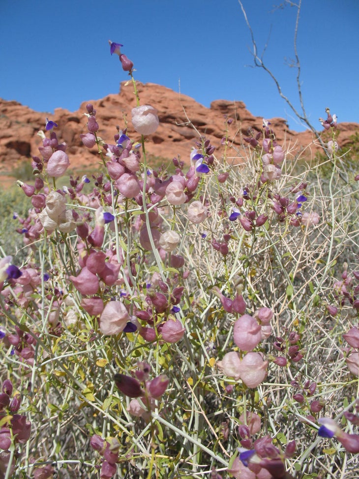 April Wildflowers None