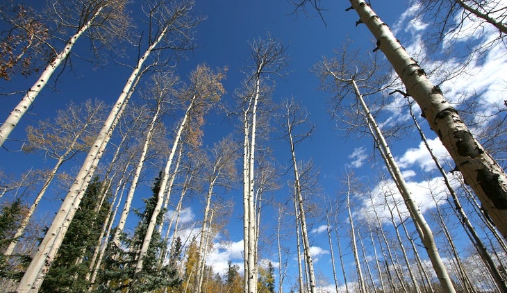 Aspen trees None