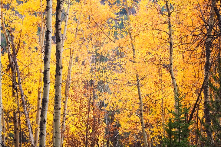 Aspens along North Inlet Trail None