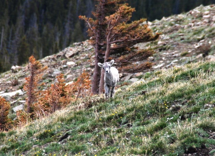 Baby Big Horn None