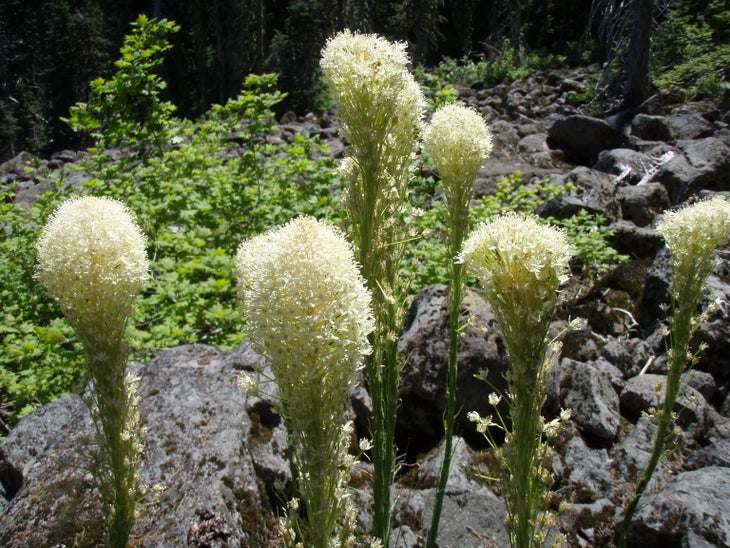Bear grass flower None