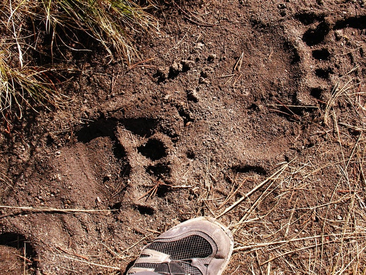 Bear Tracks None