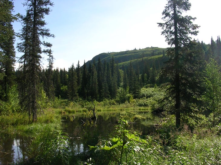 Beaver Pond None