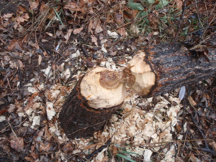 Beaver None