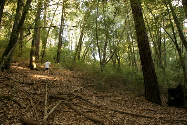 Bennett Creek Trail None