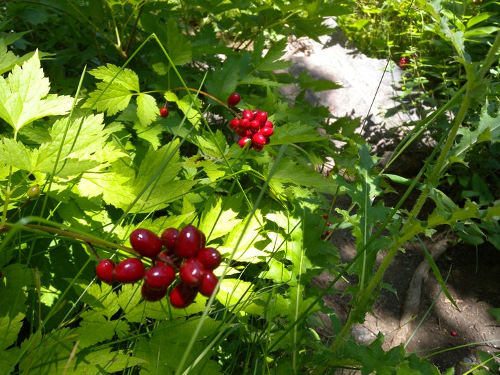 Berries None