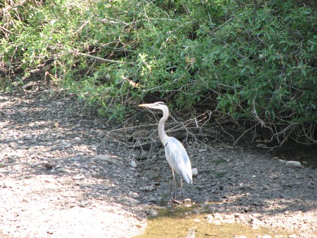 Blue Heron None