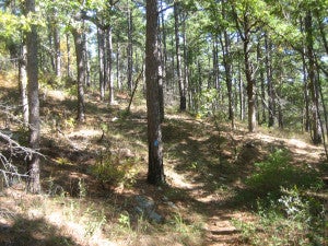 Winding Stair Mountains Oklahoma, Winding Stair Campground The Dyrt - Winding stair mountain is close to winding star campground.