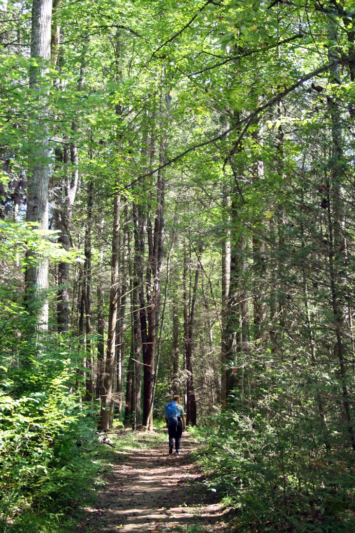 Bradley Creek Trail None