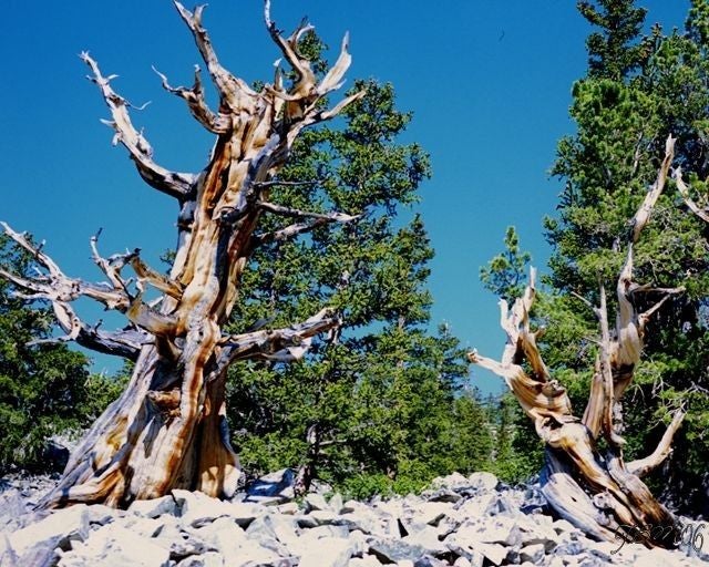 Bristlecone Grove None