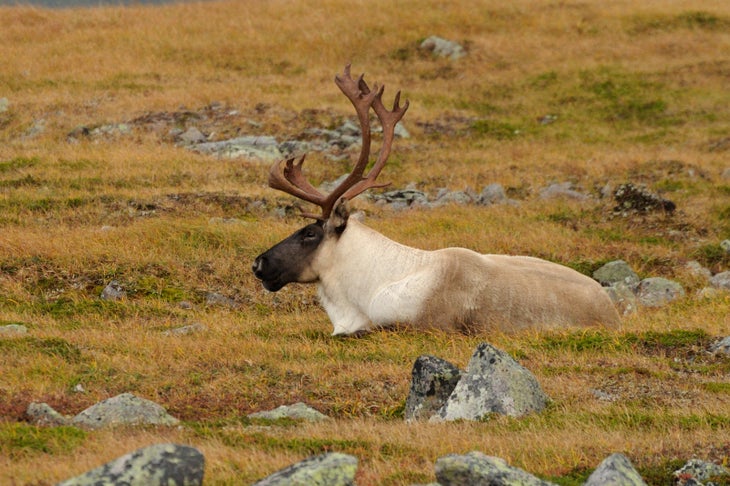 Bull Caribou on Jacques-Cartier None