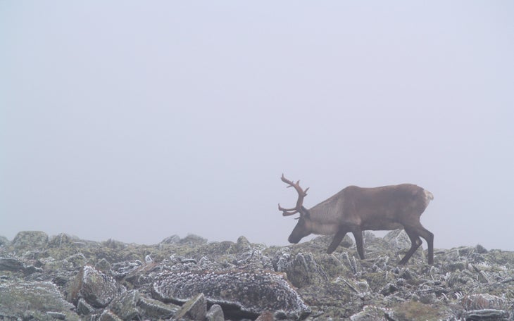 Bull Caribou None