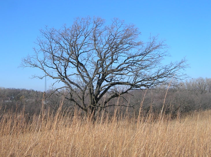 Bur Oak None