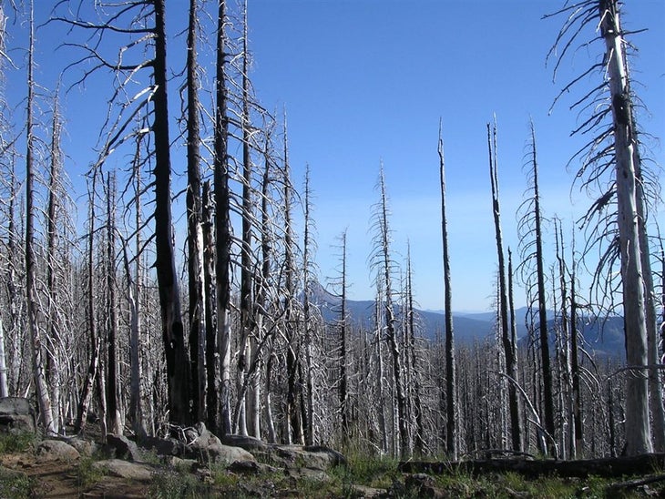 Burned Forest None