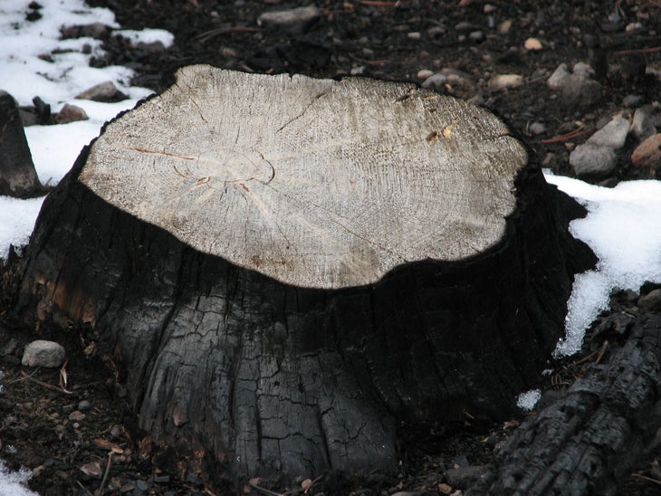 Burned Tree None