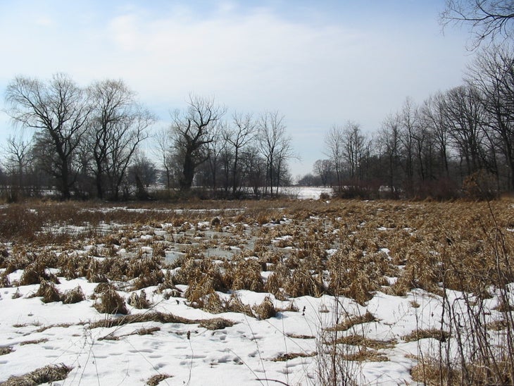 Burr Reed Marsh None