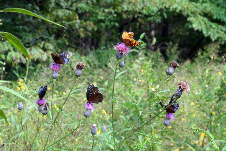 Butterflies None