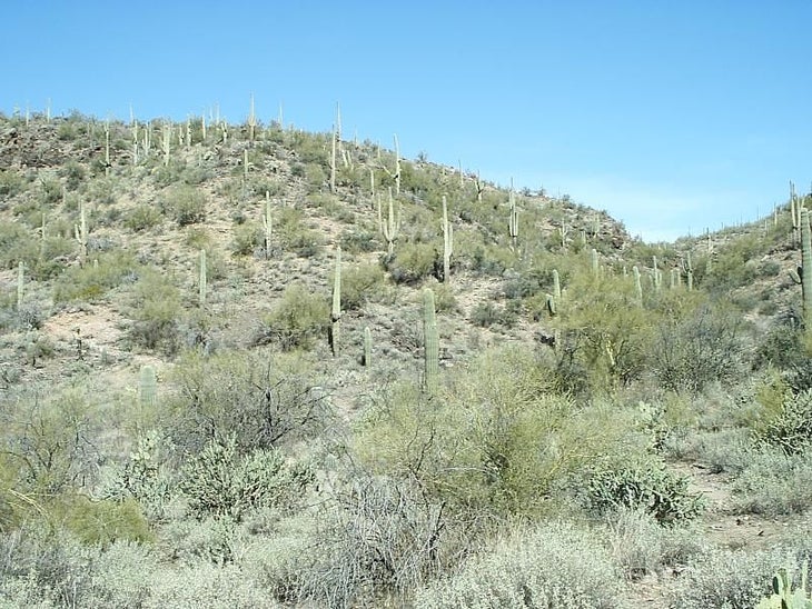 Cactus-studded hillside None