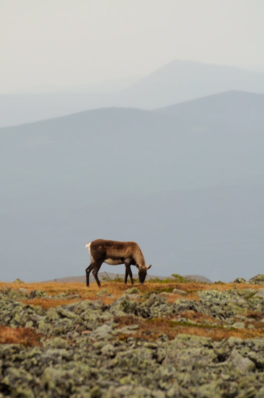 Caribou on Jacques-Cartier None