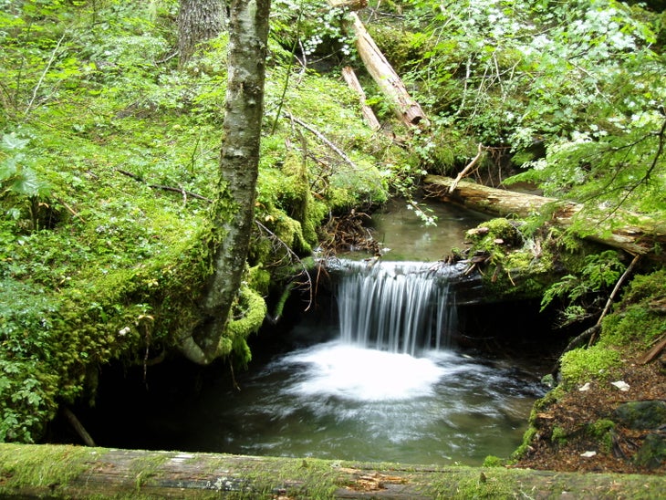 Cascading Creek along Skyline Trail None