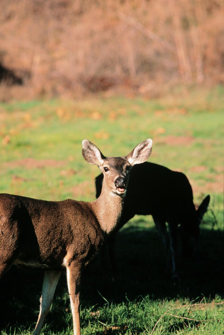 ChuckGraham_MuleDeer_IMG_0568.jpg None