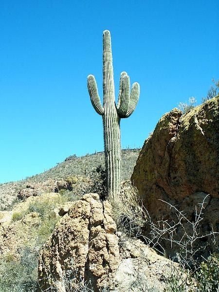 Classic saguaro None