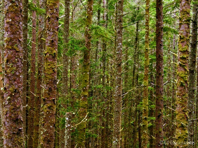 Coast Forest None