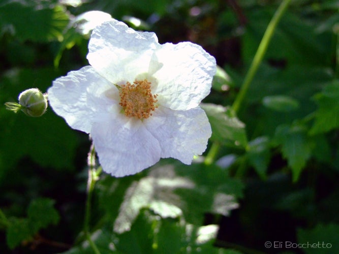 Columbia Windflower None