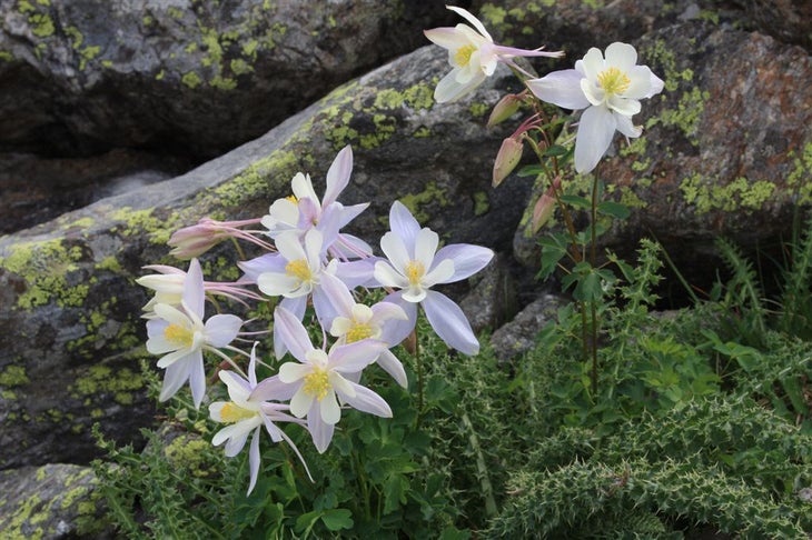 Columbine None