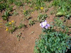 Columbine None